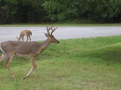 Indian Creek Campground (AR)